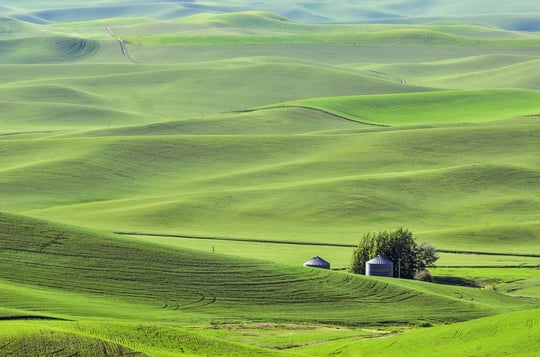 Rolling hills of The Palouse in western Washington, USA, with two silos surrounded by fields of green wheat, on a sunny evening in spring