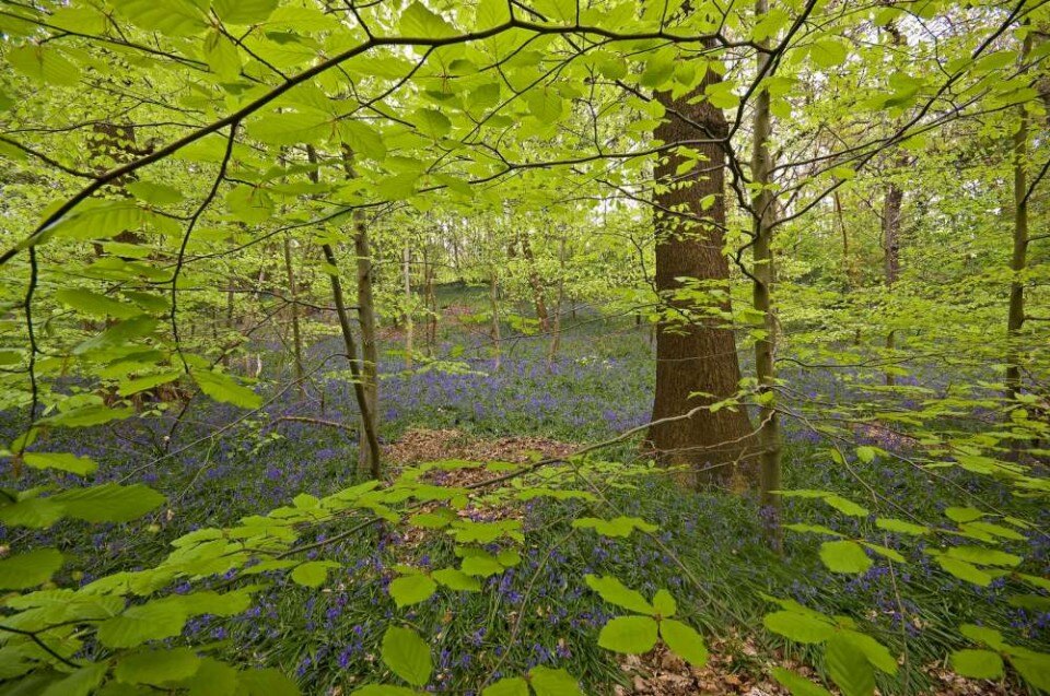 Halton Bluebells The Mersey Forest